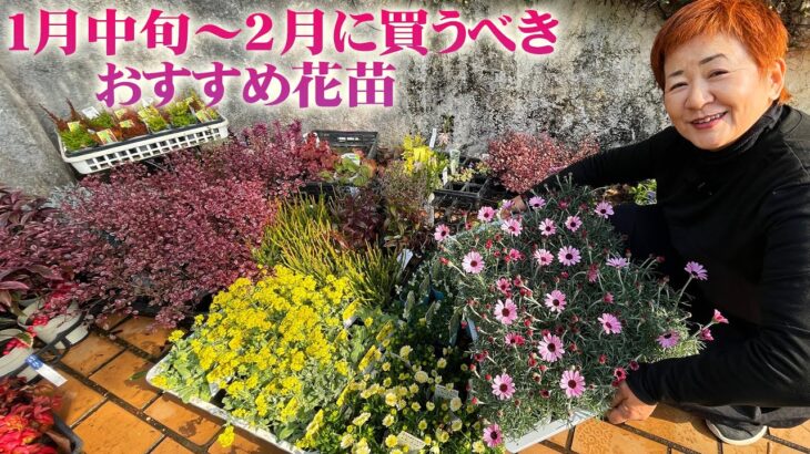 【1月～2月に買うべき宿根草と一年草】注目の新品種も入荷！ローダンセマム、オステオスペルマム、ネメシアなどおすすめ選別品種／1月中に植え込めば株もしっかり育ちます【園芸】【ガーデニング】