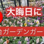 【大晦日に仙台ガーデンガーデン】2025最後のお買い物。ビオラの大海原を体験。