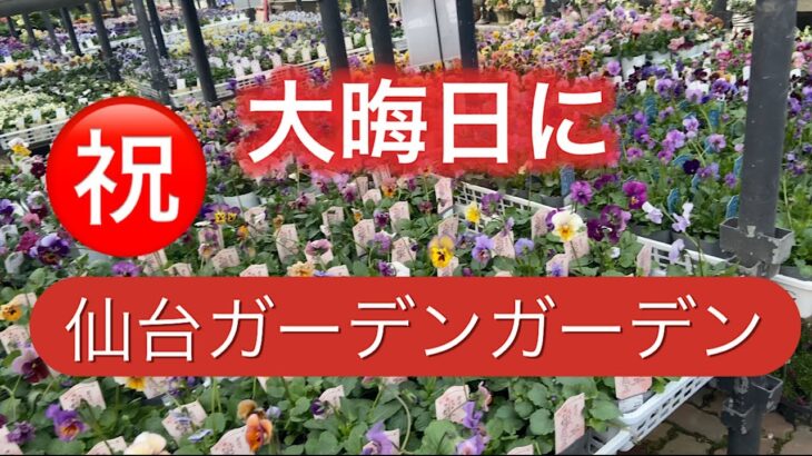 【大晦日に仙台ガーデンガーデン】2025最後のお買い物。ビオラの大海原を体験。