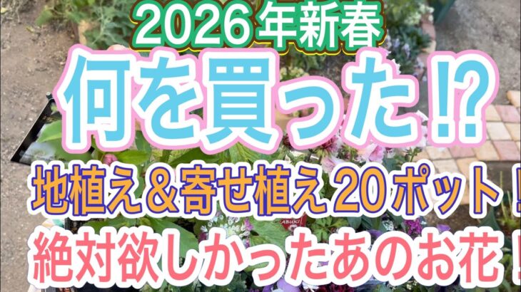 【ガーデニング】【爆買い】2026年初めての爆買いで何を買った⁉︎待ちに待ったあのお花をとうとうゲットしてきましたよ👍【冬の花】