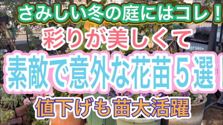 【ガーデニング】【冬の庭】丈夫できれい✨冬のお庭が一気に彩るおススメの花苗5選‼️初心者の私が枯らしてないので全力でおススメします‼️【値下げ苗】←動画内金額間違ってます💧