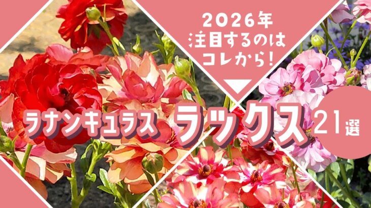 【ガーデニング】ラナンキュラス ラックス！今年植えるならコレ！植えっぱなしOKのピカピカに輝く花21選の紹介！あしかがフラワーパーク・フラワーガーデン泉