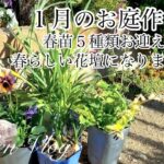 【ガーデニング Vlog】１月のお庭作り／春らしい花壇が出来ました／ビオラ君待ちほか春苗５種お迎え
