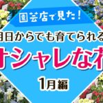 【ガーデニング】今すぐ育てたい！園芸店で見たオシャレな花！園芸のプロも推す注目の大人気品種を最新情報で紹介！驚きの新品種！お買い得情報！フラワーガーデン泉・群馬県・gardening