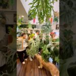 #ビカクシダ #観葉植物 #インテリアグリーン #観葉植物初心者 #浅岡園芸のポトス革命チャンネル#plants