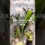 ビカクシダ再入荷🌿 #ビカクシダ #観葉植物 #インテリアグリーン