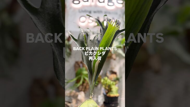 ビカクシダ再入荷🌿 #ビカクシダ #観葉植物 #インテリアグリーン