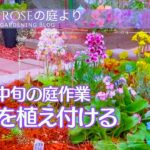 【ガーデニング】     春の花を植える　春咲山野草の手入れ　簡易温室の植物の様子　種蒔き苗の成長　１月中旬の庭作業