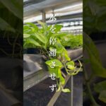 #観葉植物のある暮らし #観葉植物 #インテリアグリーン