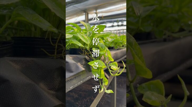 #観葉植物のある暮らし #観葉植物 #インテリアグリーン