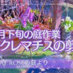 【ガーデニング】     大寒波に備える　クレマチスの冬剪定と手入れ　花柄詰みや挿し芽の根の様子　１月下旬の庭作業