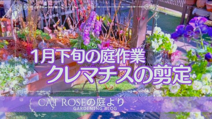 【ガーデニング】     大寒波に備える　クレマチスの冬剪定と手入れ　花柄詰みや挿し芽の根の様子　１月下旬の庭作業