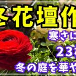 【冬庭作り】ウッドフェンス付き花壇・石花壇・半円花壇などに花々を植え付けて華やかな冬庭を作ります。