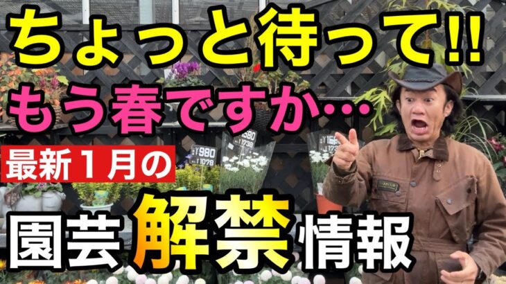 【年明け早々。。。】これが正直、園芸店のリアルです　【園芸】【ガーデニング】【初心者】