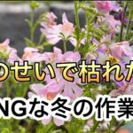 これをすると枯れるかも⁈注意が必要な冬の作業／真冬の庭はこんな感じ