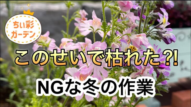 これをすると枯れるかも⁈注意が必要な冬の作業／真冬の庭はこんな感じ