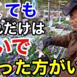 【今年は手遅れになります】１月やるべき園芸作業教えます　【園芸】【ガーデニング】【初心者】