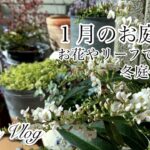 【ガーデニングvlog】１月のお庭作り／冬もお花やリーフでいっぱい冬庭作り／クリスマスローズ利休ほか／すのこフェンスのリメイク