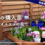 【一年草/宿根草】園芸シーズン早めにチェック！早春にオススメの花10選