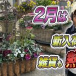 2月のガーデニングは雑貨で遊ぶ！クリスマスローズ・ラナンキュラスでシックな寄せ植え☆