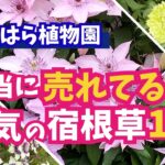 【ガーデニング】おぎはら植物園！2月は新たな花が続々ランクイン！大きく変動！人気の宿根草13選の紹介！あしかがフラワーパーク・服部ファームガーデン・フラワーガーデン泉・ルーシーグレイ