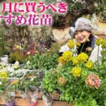 【2月～3月に買うべき宿根草と一年草】ラックスの開花株から希少ラナンキュラスにプリムラ新品種！造形はオージープランツが入荷【園芸】【ガーデニング】