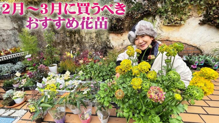 【2月～3月に買うべき宿根草と一年草】ラックスの開花株から希少ラナンキュラスにプリムラ新品種！造形はオージープランツが入荷【園芸】【ガーデニング】