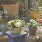 ガーデニング｜今植えたい花3選｜春の寄せ植え作りのコツ。ジュリアン・アネモネ・クリスマスローズ