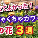 【ガーデニング】こぼれ種でもふえる！これから育てたい！植えてよかった別格にカワイイ！春の花3選の紹介！ほったらかしの庭作りでらくに楽しむ！gardening