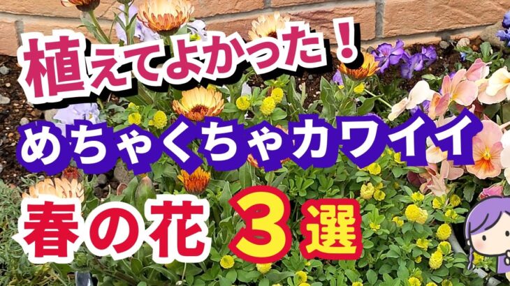 【ガーデニング】こぼれ種でもふえる！これから育てたい！植えてよかった別格にカワイイ！春の花3選の紹介！ほったらかしの庭作りでらくに楽しむ！gardening