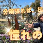 5分で出来る!?憧れの庭 冬〜春未完成ガーデンから目が離せない！