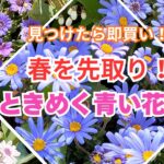 【ガーデニング】見つけたら即買い！ひと足早く春を楽しむ！可憐に咲く青い花8選の紹介！今植えるならコレ！プロから学ぶ！あしかがフラワーパーク・フラワーガーデン泉・ルーシーグレイ