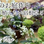 【ガーデニングVlog】２月のお庭作り／春庭で大活躍する春の宿根草５選／ラナンキュラスアラクネJr.／春の気配がしてきたお庭の様子