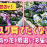 【ガーデニング】見たら絶対植えたくなる！話題のオシャレな園芸店で見つけた！おすすめのカワイイ花！園芸のプロも推す注目の大人気品種！ルーシーグレイ・神奈川県・gardening