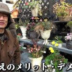 寄せ植えって実際はこう【カーメン君】【園芸】【ガーデニング】