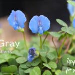 【花便り】目を惹くブルークローバーやプリムラなどおすすめの花苗をご紹介！