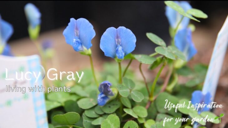 【花便り】目を惹くブルークローバーやプリムラなどおすすめの花苗をご紹介！