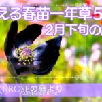 【ガーデニング】     今から植える春苗一年草５選・植え付ける時に注意したこと・春の芽吹き・２月下旬の庭作業