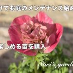 【ガーデニング】今から楽しめる苗を購入/春に向けて宿根草のお手入れと廃材消費