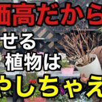 【知らないと損】植物を買わずに増やして庭を華やかにする方法教えます　　　　【ガーデニング】【さし木】【増やし方】