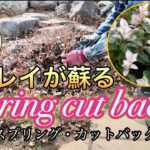 宿根草がキレイに育つ！今やると良い春前のお手入れ