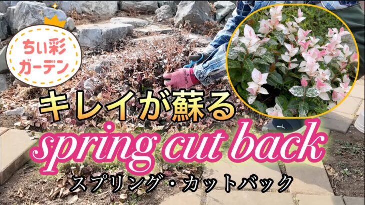 宿根草がキレイに育つ！今やると良い春前のお手入れ