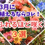 【ガーデニング】園芸店にも続々入荷！３月から植えるならコレ！すぐに花いっぱいが楽しめるオススメの花３選の紹介！プロから学ぶ！あしかがフラワーパーク・フラワーガーデン泉