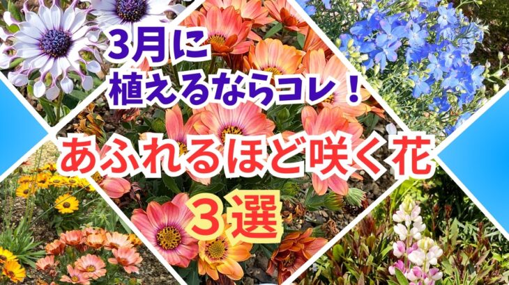 【ガーデニング】園芸店にも続々入荷！３月から植えるならコレ！すぐに花いっぱいが楽しめるオススメの花３選の紹介！プロから学ぶ！あしかがフラワーパーク・フラワーガーデン泉