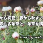 【ガーデニング】春から秋まで咲く耐寒性多年草/春から初夏まで咲く耐寒性多年草
