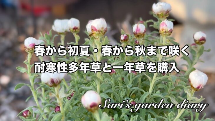 【ガーデニング】春から秋まで咲く耐寒性多年草/春から初夏まで咲く耐寒性多年草