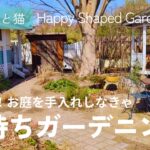 そうだ、お庭を手入れしなきゃ。春待ちガーデニング《園芸・冬の庭仕事・春先のお庭のお手入れ・古葉切り・鉢植えのお花の手入れ》ビオラ・ペチュニア・ネメシア・イワダレソウ・オリーブほか