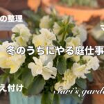 【ガーデニング】忙しくない今できる庭仕事/苗の植え付け/宿根草などのお手入れ