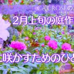 【ガーデニング】     綺麗に咲かせるためのひと手間・すぐに出来ること・手間をかけても価値のあること・試してみたいこと・２月上旬の庭作業