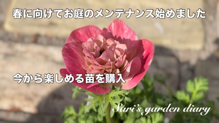 【ガーデニング】今から楽しめる苗を購入/春に向けて宿根草のお手入れと廃材消費